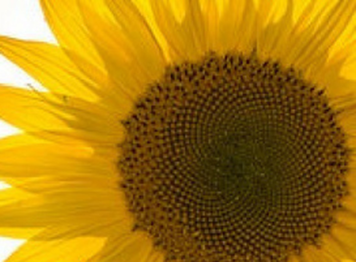 Summer Skin & Antioxidant Nutrition: How Vitamins A, C & E Support UV-Exposed Skin