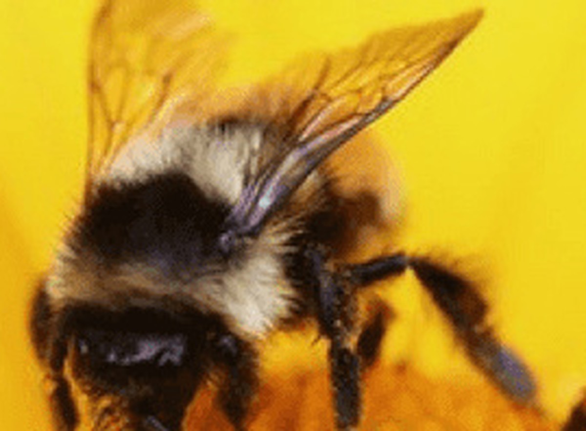 Allergy Awareness Guide: 5 Major Allergy Types, Triggers & Anaphylaxis Red Flags
