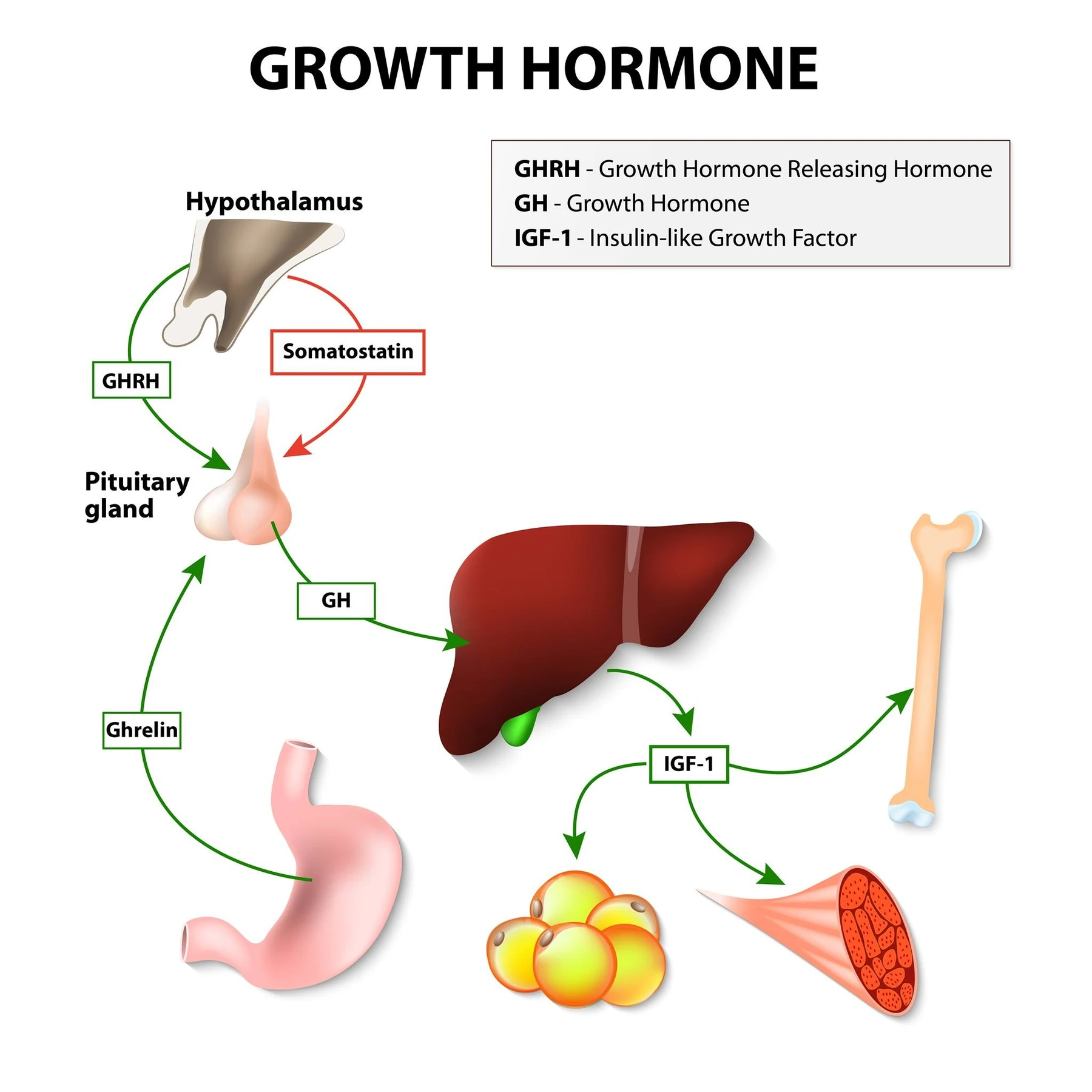 Functions of peptides from a scientific research perspective