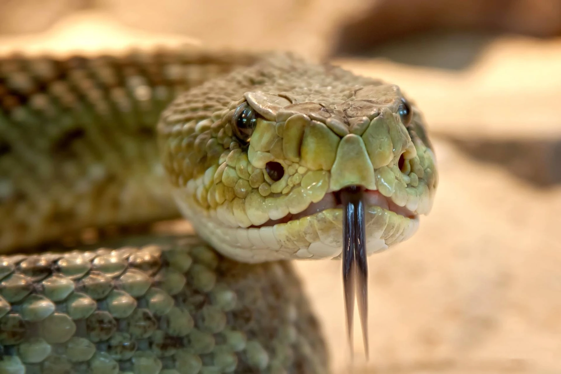 Research shows that a rattlesnake venom peptide acts against resistant bacteria