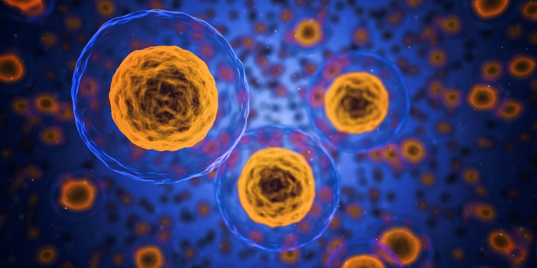 Old human cells rejuvenated in breakthrough discovery on ageing