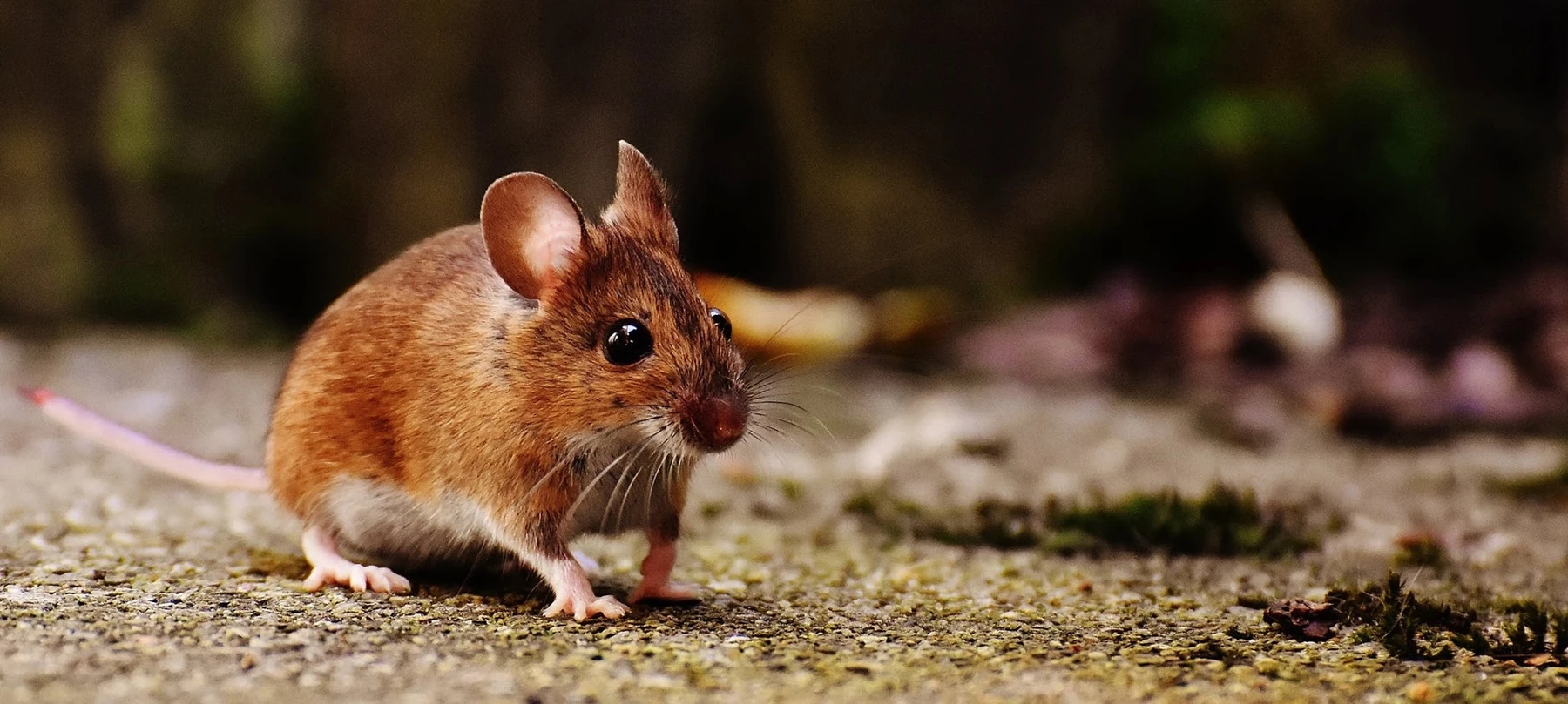Study in mice shows the effect of HDL-mimetic peptides in Crohn's disease and colitis